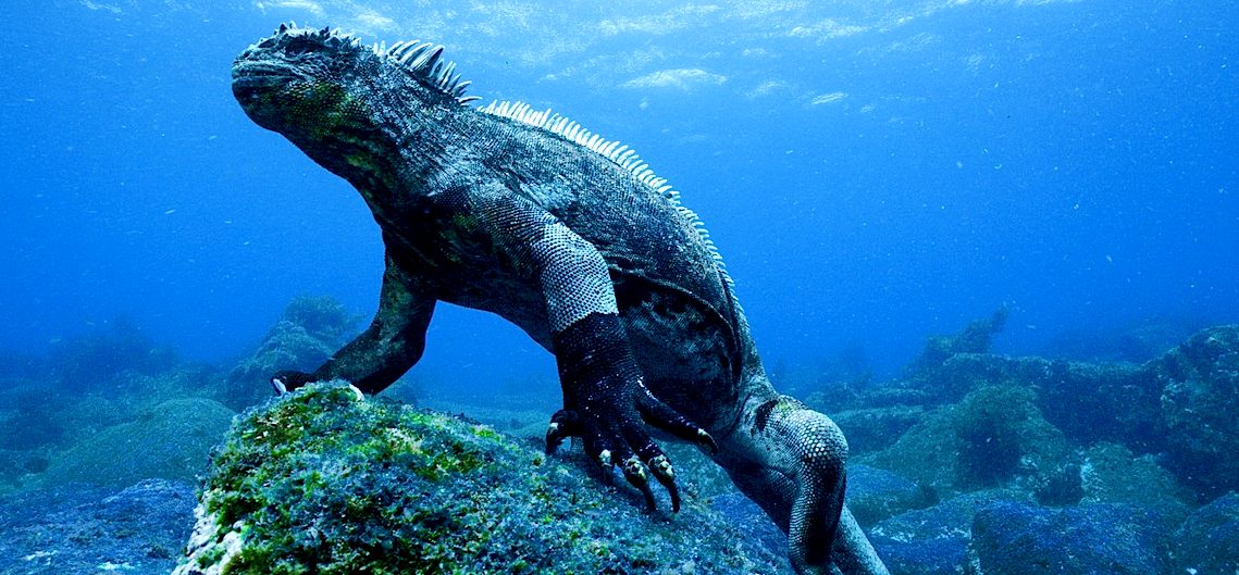 Marine iguana Galapagos Islands