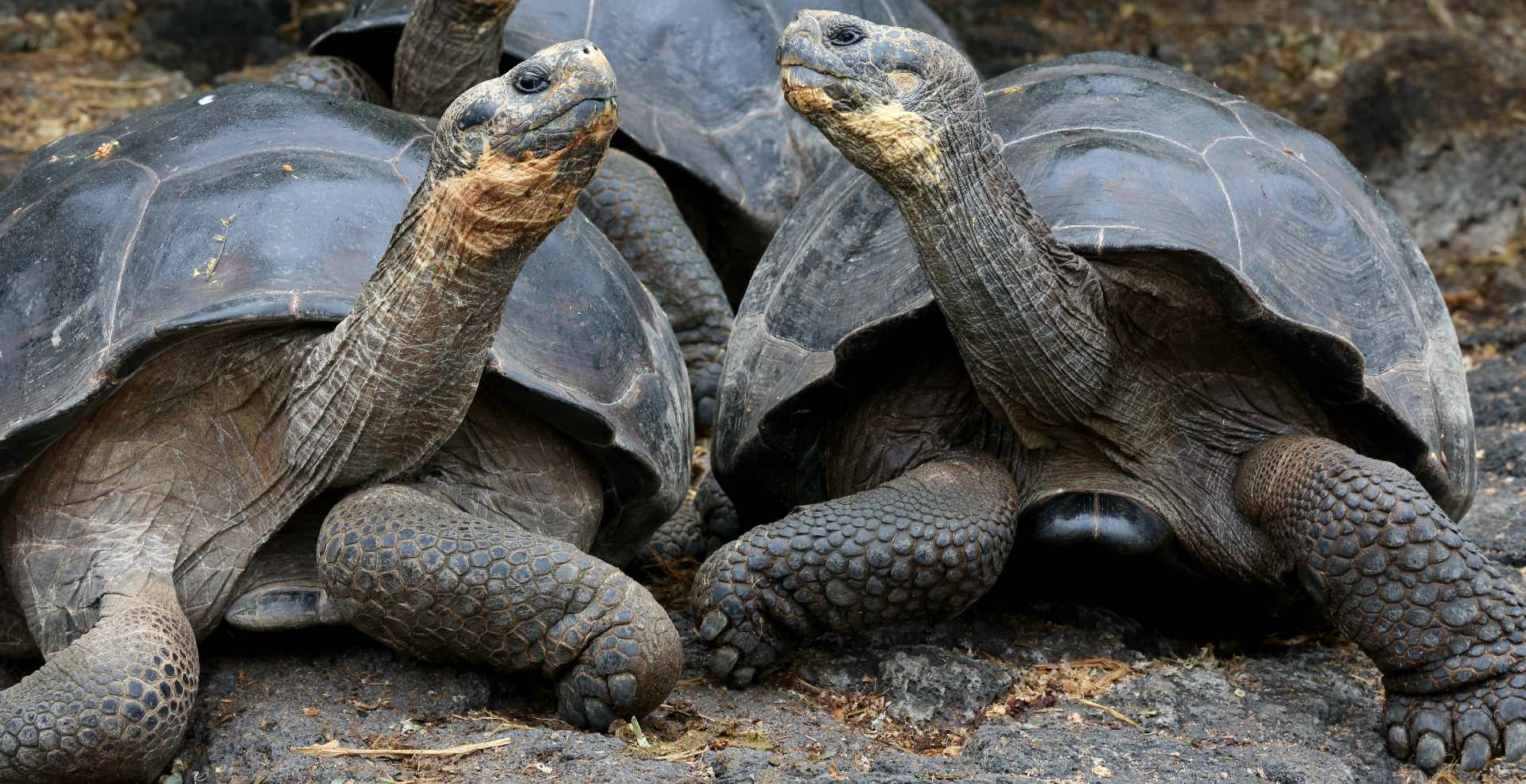 Giant tortoises hate Donald Trump's policies