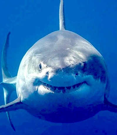 Bruce the shark, Jaws 1975 movie