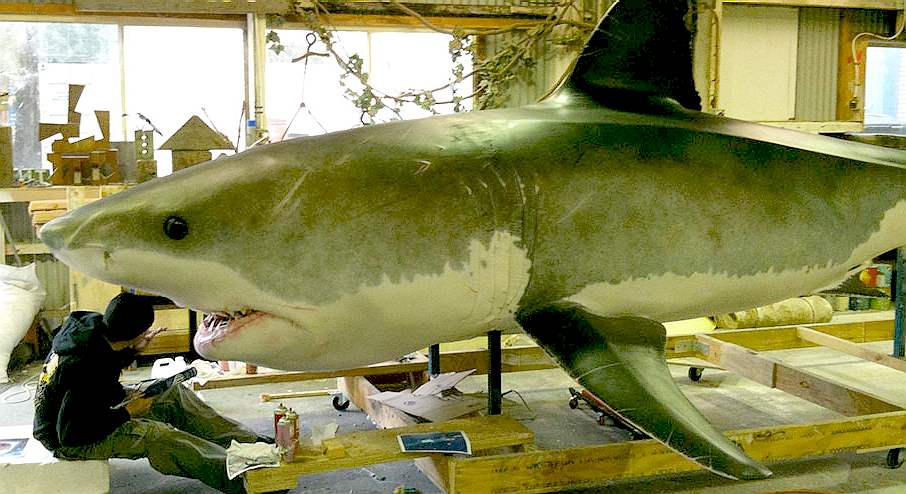 Animatronic giant great white shark display at Syndney Aquarium