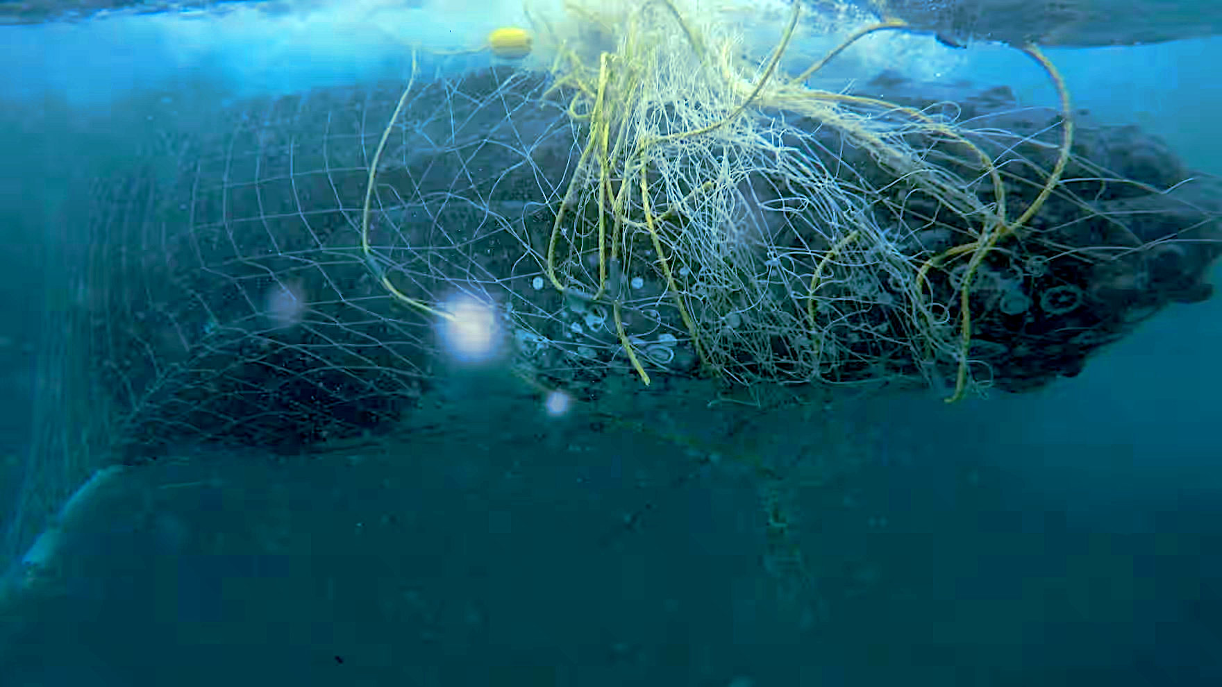 A young humpback whale calf is caught in plastice fishing gear, ghost nets